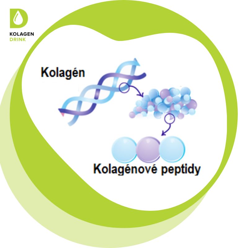 peptidy kolagendrink